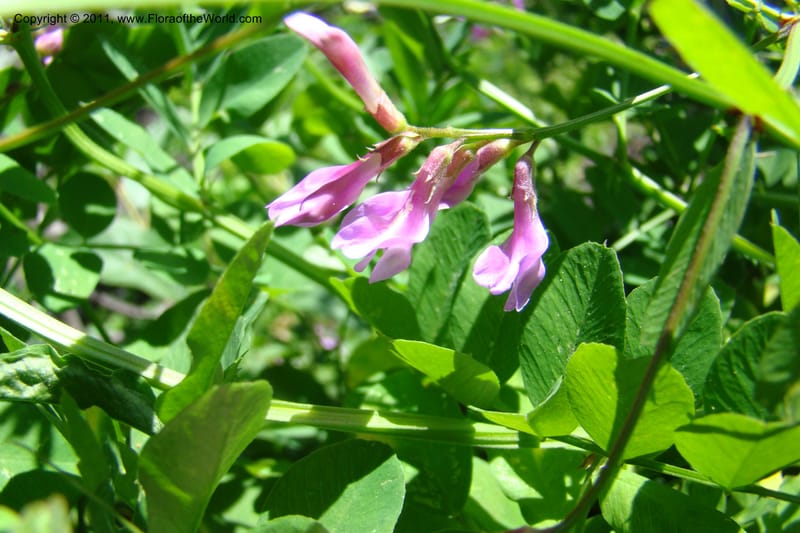 Vicia americana, C. Davidson 11391--Idaho. Idaho Co. Salmon River. Shepp Ranch. 28 May 2009. 162.jpg