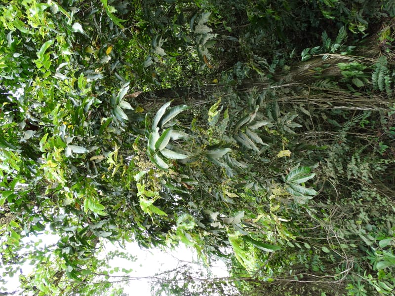 Alectryon, Munzinger, J 7386--Fiji. Along Hibiscus Hwy. 7 Nov 2015. DSC00180 (62).JPG