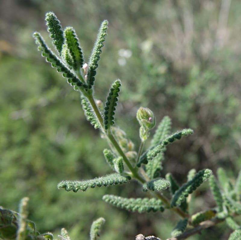 Aloysia castellanosii, Fortunato 13147--Argentina. Hwy 150, S of Ischigualasto. 7 Feb 2018. DSC09263 (73).JPG