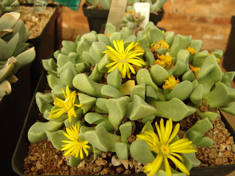 Bijlia cana, SV 24581--So. Africa. Pretoria Nat. Bot. Gard. 25 Jun 04. 038.jpg