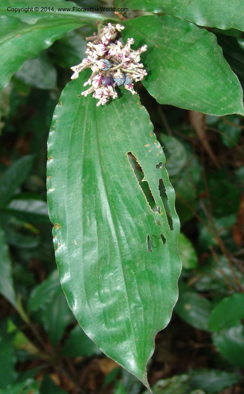 Palisota--Gabon. Libreville. Arboretum de Sibang. 10 Apr 06. 026.jpg