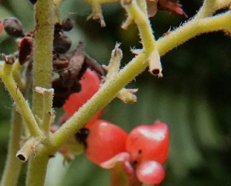 Tetracera, C. Davidson 13922--Gabon. Rd betw Kinguele and Makaban. 30 Oct 2018. DSC00492 (116).JPG