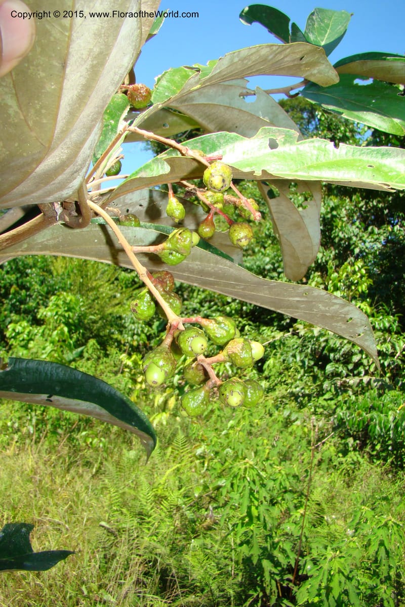 Endlicheria ruforamula, Vasquez, Ro 34713--Peru. Loreto. Dist. Nauta. Miraflores, Rio Tigre. 9 Nov 08. 195 (16).jpg