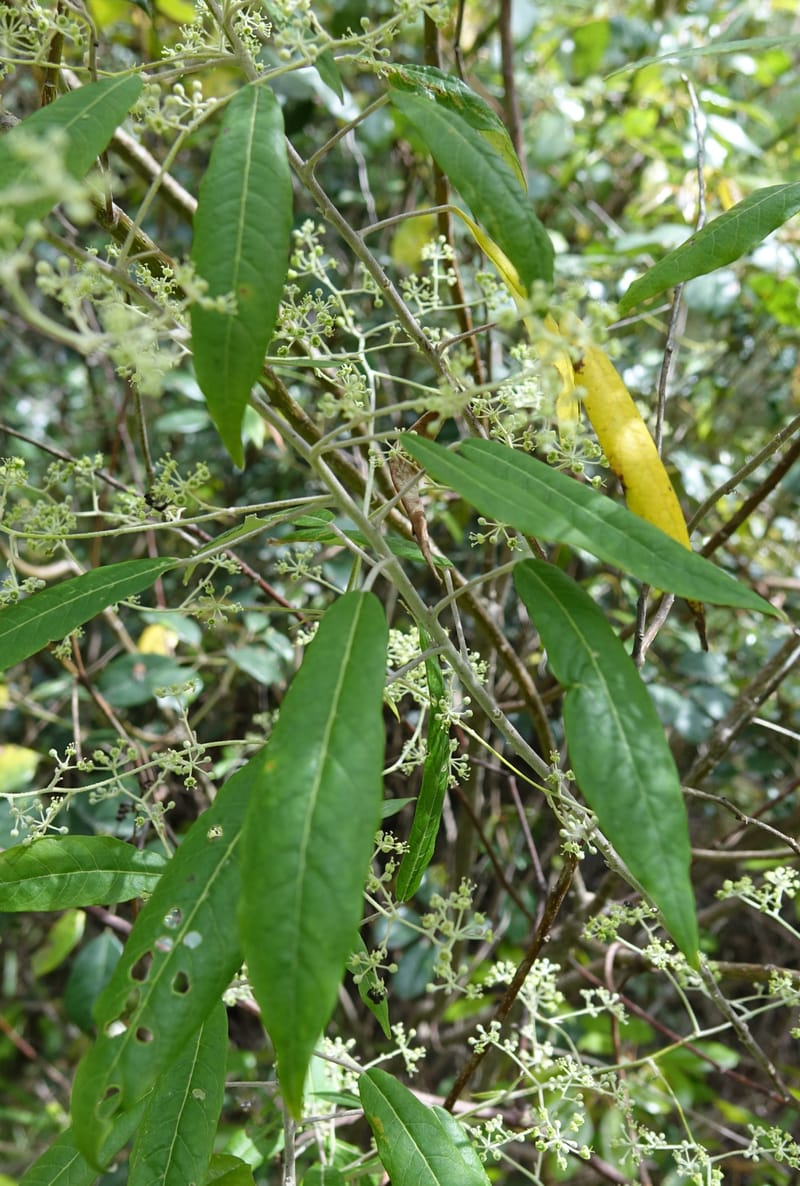 Astrotricha latifolia, Davidson, C 13352--Australia. Qld. Springbrook R (13).JPG