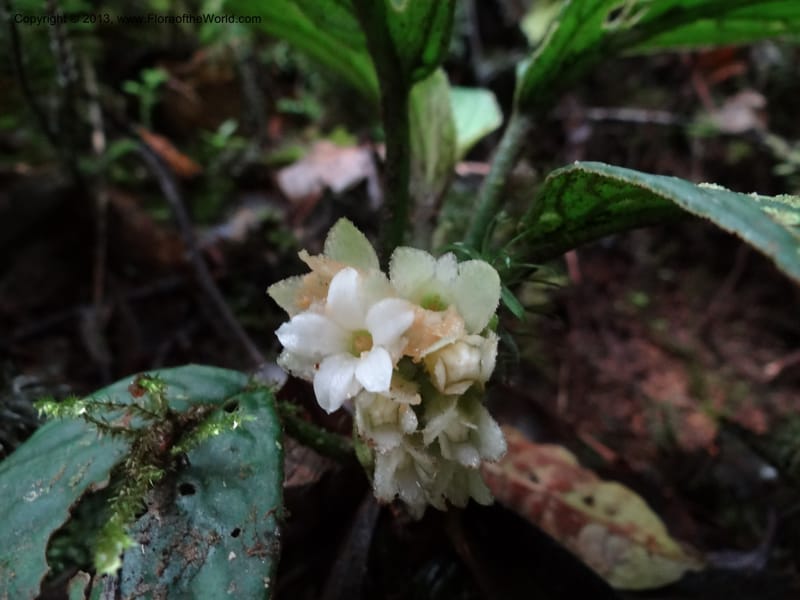 Pentaphragma, SAN.153210--Malaysia, Sabah. Mt. Kinabalu. 5 Apr 2012. DSC06767 (198).JPG