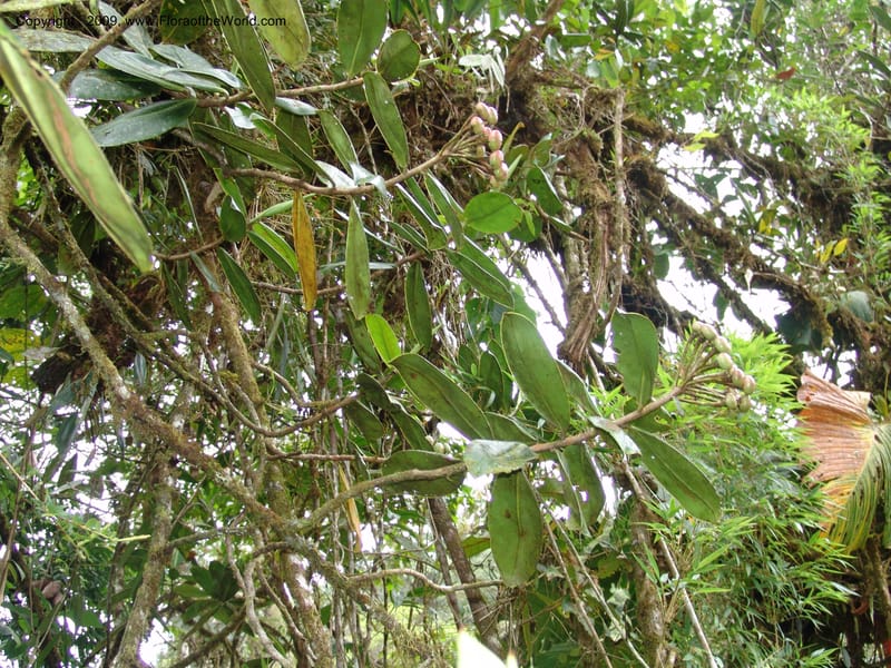 Croat94752--Ecuador. Prov. Carchi. El Chical, twd El Carmen. 17 Feb 05.  173.jpg