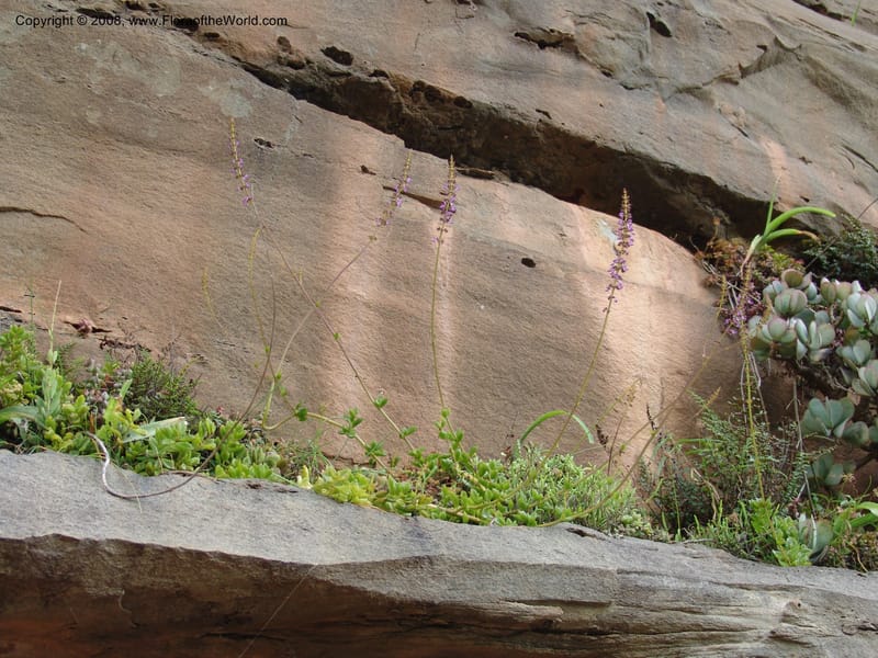Plectranthus spicatus--So.Africa. E. Cape. Waringham Farm, Quanti Area, Stut. 8 Mch 05. 530.jpg