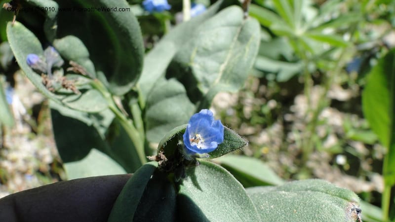Mertensia paniculata, C. Davidson 11753--ID. Valley Co. Road to Gold Fork Looklout. 16 July 2010. 031 (4).jpg