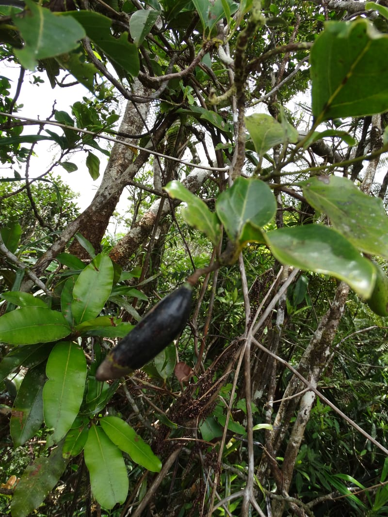 Endiandra monticola, Munzinger, J 7345--Fiji. Delaikoro Mtn. 3 Nov 2015. DSC08393 (245).JPG