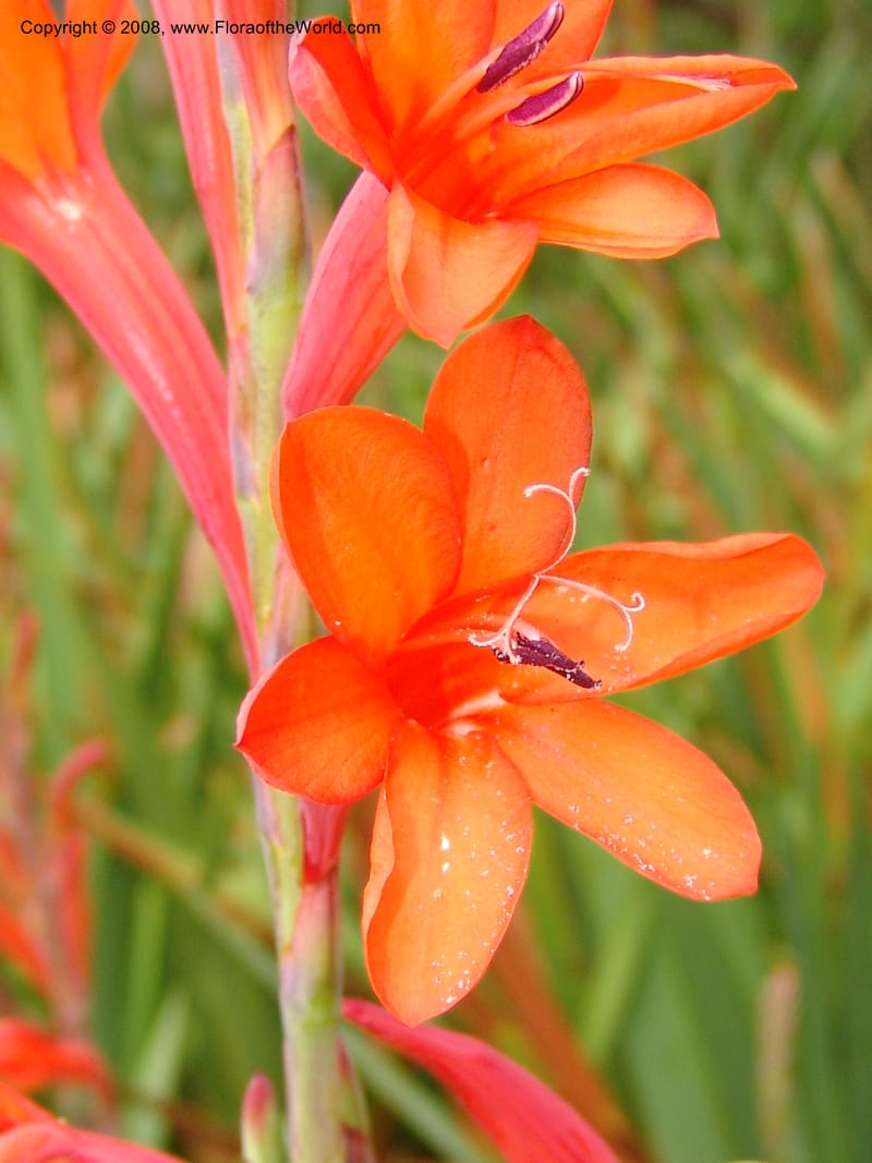 Watsonia intermedia--CA. San Francisco Arbor. 3 Jul 07. 233.jpg