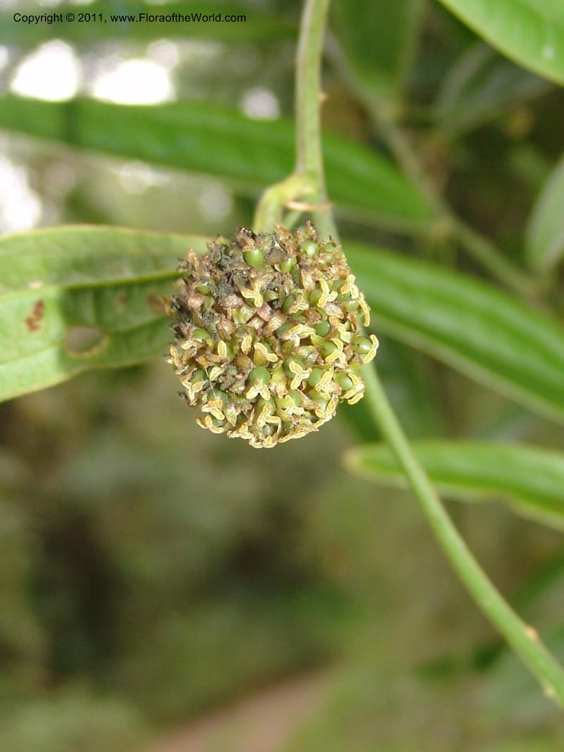 Smilax obliqua, RVasquez 31461--Peru. Prov. Oxa. Parq. Nac. Yanachaga Chemillen. 12 Oct 06. 177 (11).jpg