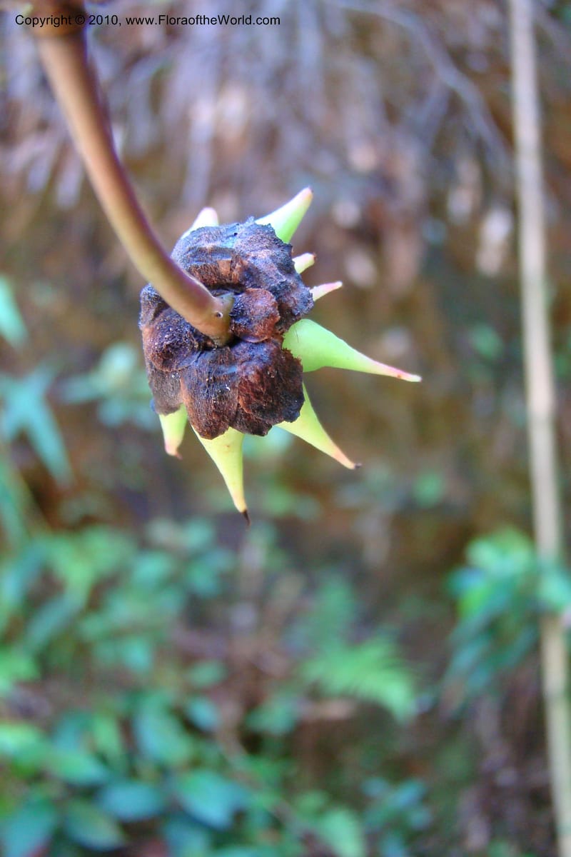 Illicium, Regalado 1743--Viet Nam. Thua Thien Hue Prov. Phu Loc Distr. Bach Ma. 13Apr 09. 259.jpg