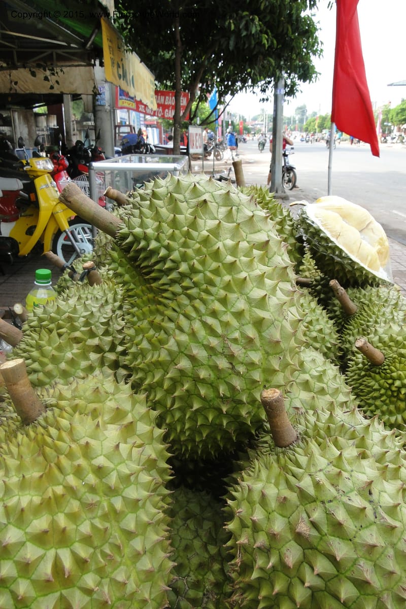 Durio zibethinus--Viet Nam. Da Ha to Tan Not R. Sta. 14 May 2011. 003 (1).jpg