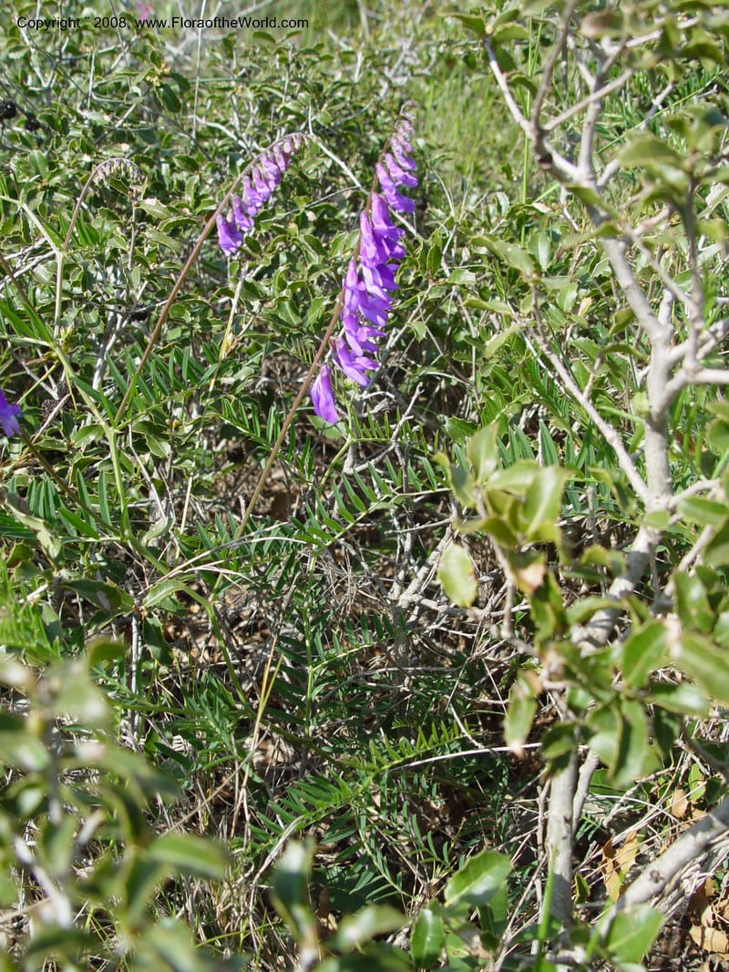 Vicia cracca--Spain. Prov. Barcelona. Parc del Garraf. 20 Apr 04.  153.jpg