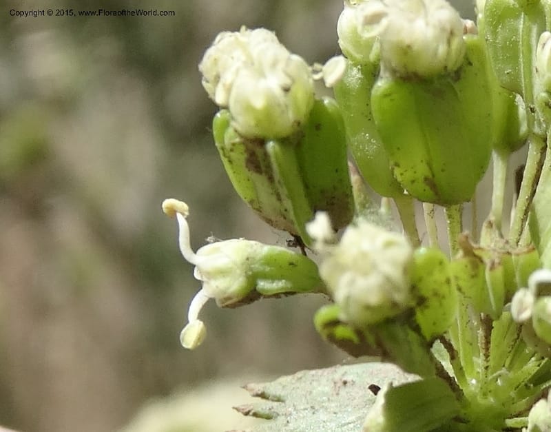 Asteriscium chilensis, Davidson, C 12819--Chile. Ruta J-55 east of Talca. 27 Nov 2014. DSC08479 (68).JPG