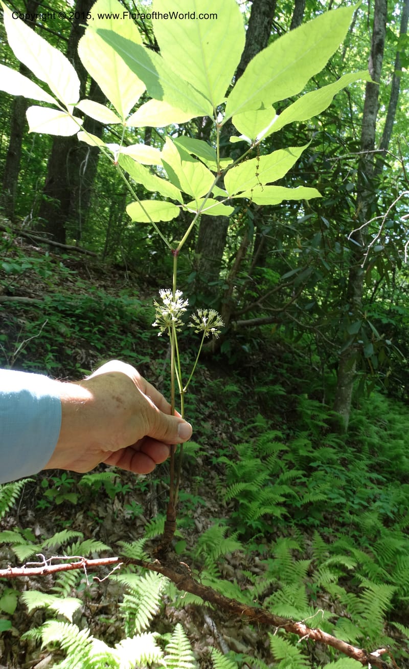Aralia nudicaulis, Davidson, C 12999--North Carolina. Macon Co. Horse Cove Rd. 14 May 2015. DSC05455 (28).JPG