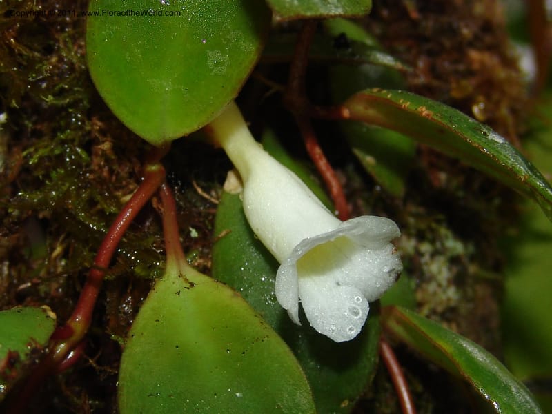 Codonanthe, RVasquez31544--Peru. Prov. Oxa. Estac. Paujil. Send. El Mirador. 16 Oct 06. 209.jpg