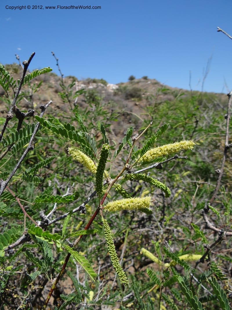 Prosopis glandulosa, Davidson, C 11938--AZ. Yavapai Co. Crown King Rd. 7 May 2012. DSC0894 1 (10).JPG