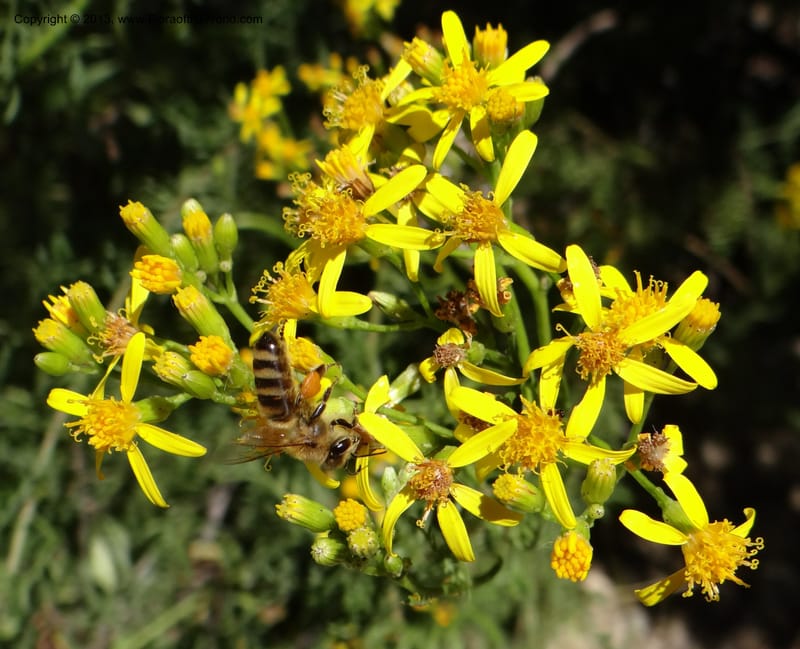 Senecio glaber, W. D. Stevens 34159--Chile, PN Siete Tazas. 21 Feb 2013  99374 (6).JPG