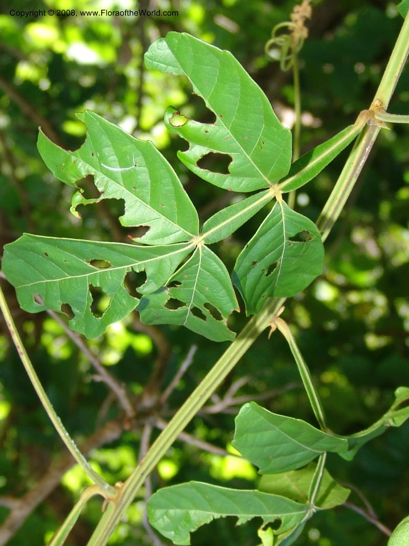 Paullinia pinnata--Tanz.  Mahenge For. Res.  Mahenge-Ifakara. 16 Feb 06. 281.jpg