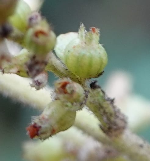 Wendlandia ligustrina, D. Boufford 44129--China. Yunnan. Meizi Lake Park. 3 May 2018. DSC01424 (252).JPG