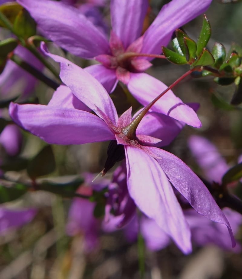 Tetratheca hirsuta subsp. viminea, Davidson, C 13375--Australia. W.A. Koondoola Bushland. 22 Oct 2016. DSC03457 (144).JPG