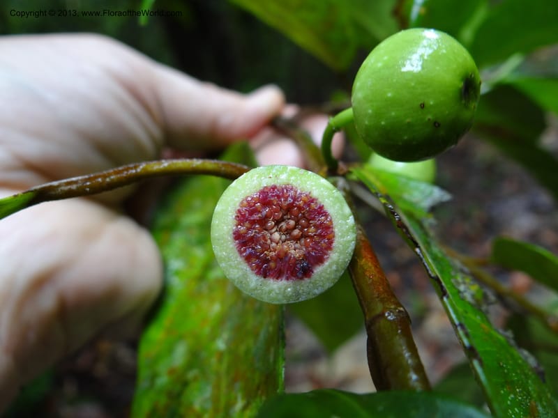 Ficus, S.98873--Malaysia, Sarawak. Kubah Nat. Park. 28 Mar 2012. DSC05973 (212).JPG