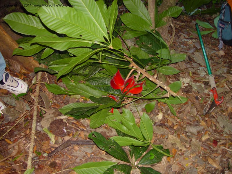 Sterculia mexicana, Perez-Farrera2888--MX. Chiapas. Kolom Jaa's,  Bosq. Tapijulapa. 18 Mch 03. 029.jpg