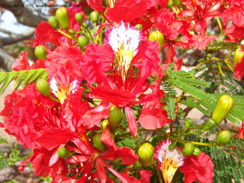 Delonix regia, ROR1560--Madag. Prov. Antsir. Orangea For. Pres. 9 Nov 06. 220 (8).jpg