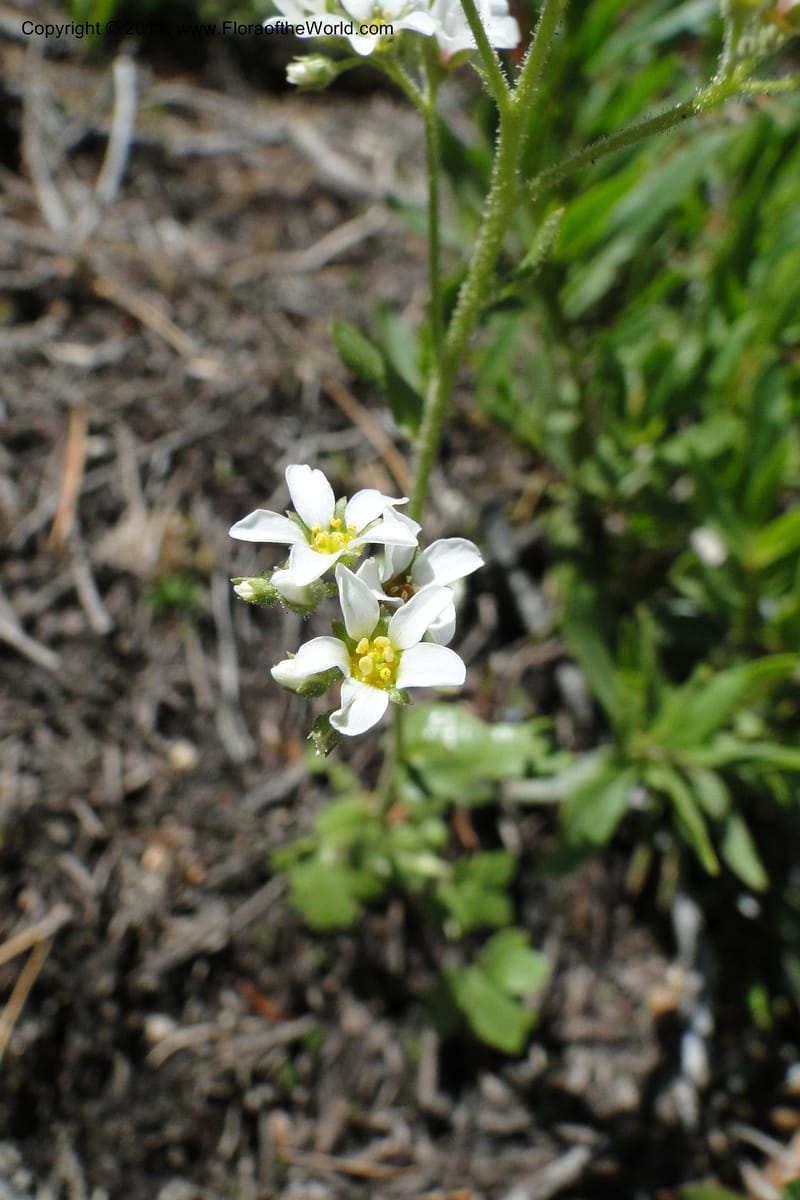 Suksdorfia ranunculifolia, C. Davidson 11859--Idaho. Valley Co. Lick Creek Rd. 4 July 2011. 034 (8).jpg
