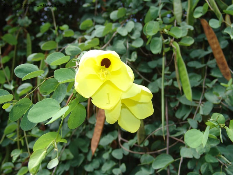 Bauhinia tomentosa--So. Africa. Lowveld Nat. Bot. Gard. 14 Mch 05. 243.jpg