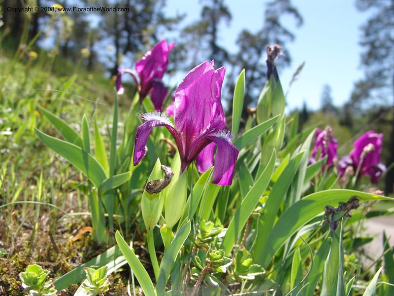 Iris hungarica--Georgia. 0.5 km N of Bakuriani. 8  Jun 05. 003.jpg
