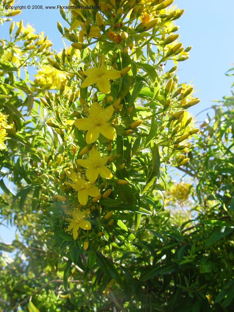 Hypericum canariense, 1999.00564--Spain. Barcelona Bot. Gard. 19 Apr 04. 026.jpg