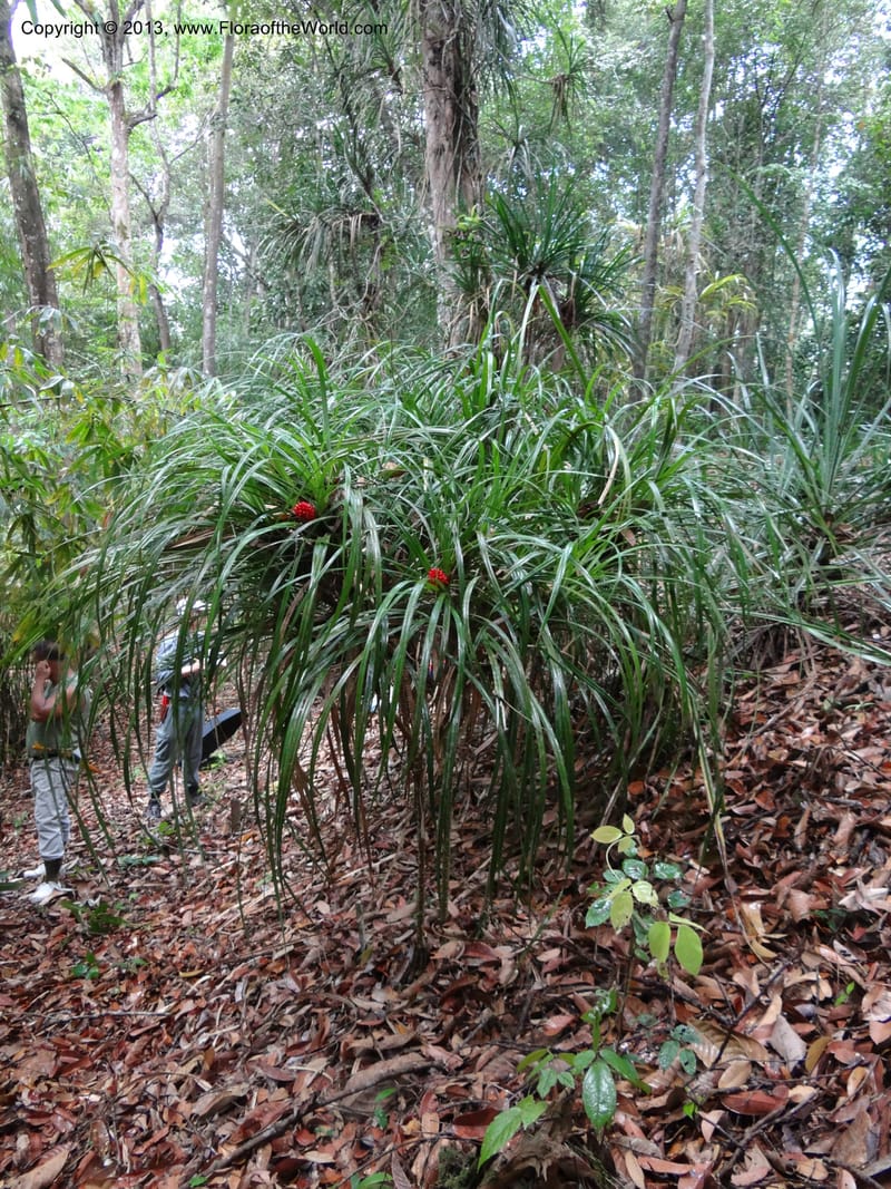 Pandanus platystigma, Callmander 1001--Sarawak.. Bot. Res. Center, Semengoh. 26 Mar 2012. DSC05403 (85).JPG