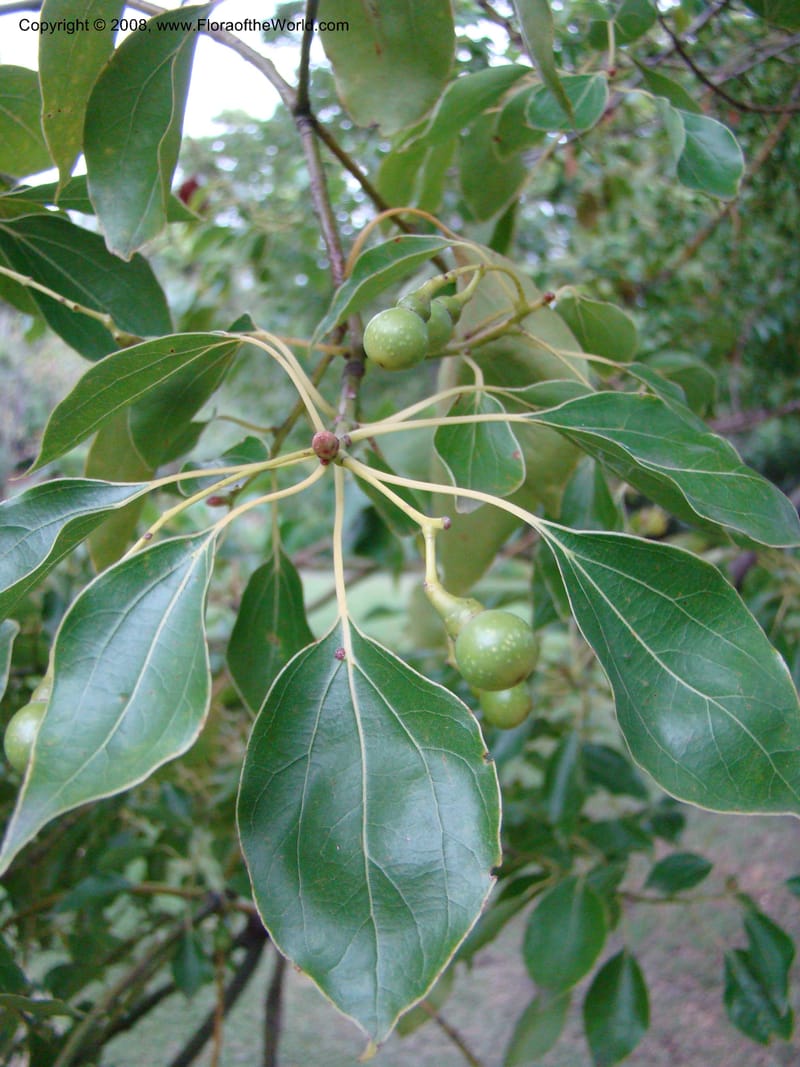 Cinnamomum camphorum--Australia. Royal Botanic Garden, Melbourne. 19-20 Mch 08. 424.jpg