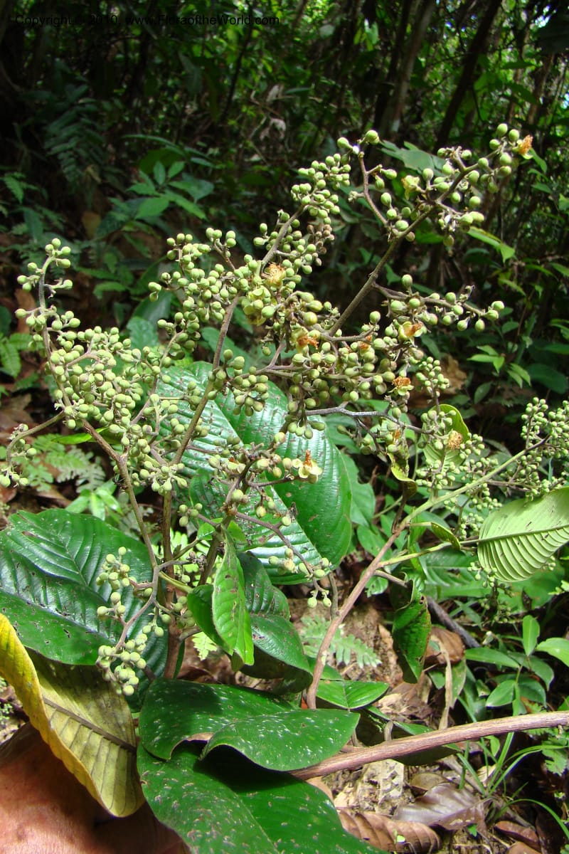 Tetracera, Vasquez 34802--Peru. Loreto. Dist. Nauta. Miraflores, Rio Tigre. 10 Nov 08. 546 (20).jpg
