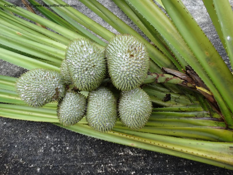 Benstonea, Buerki, S 342--Sabah. G. Silam. 1 Oct 2014. DSC00937 (97).JPG