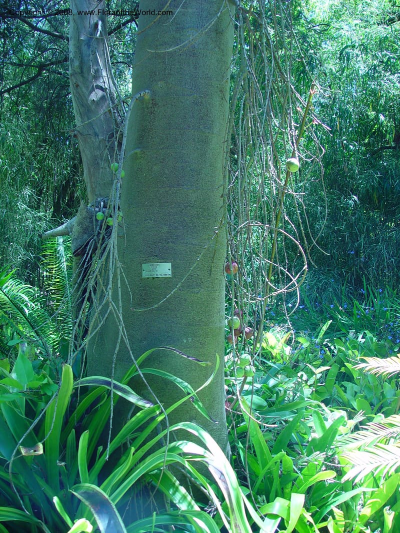 Ficus sur--So. Africa. Cape Province. Stellenbosch Bot. Garden. 21 Nov 02. 024.jpg
