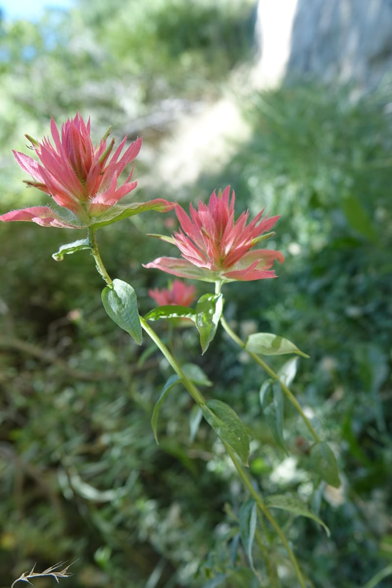 Castilleja miniata, C. Davidson 13730--ID. Boise Co. Robie Creek Rd. 21 July 2017. DSC03548 (61).JPG