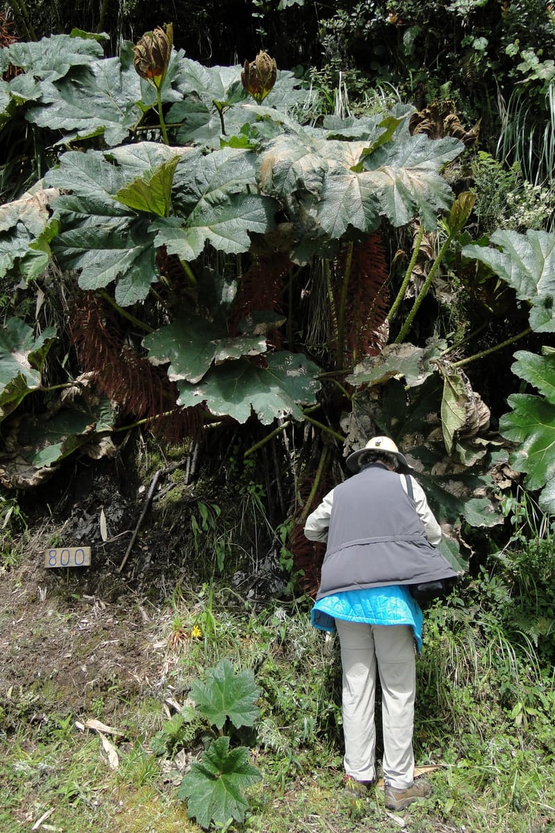 Gunnera brephogea, Ulloa 2180--Ecuador. Pichincha. Reserva Yanacocha. 11 Jun 2011. 311 (35).jpg