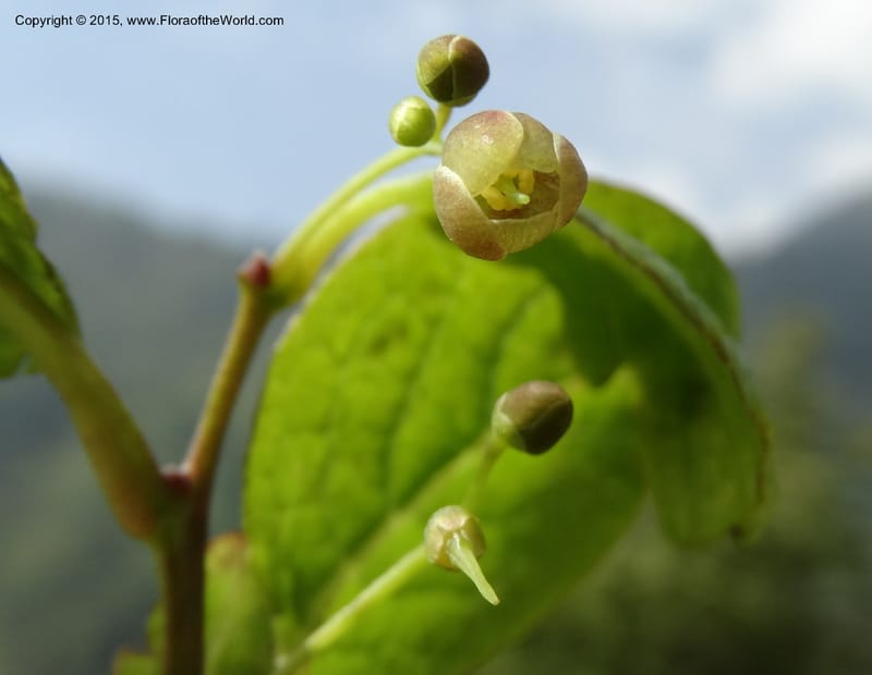 Sabia, Boufford, D 43677--China. Sichuan. GuoBaYan, HanBaiYu Shan. 12 May 2014. DSC05373 (29).JPG