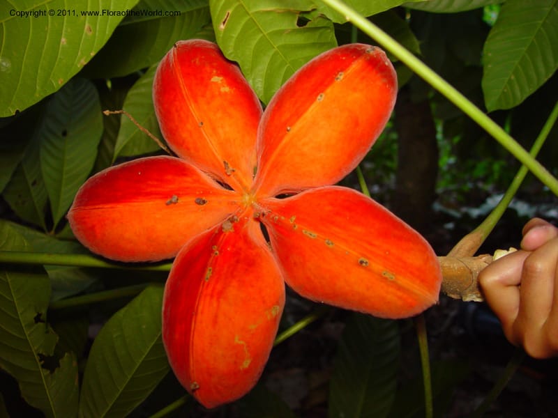 Sterculia mexicana, Perez-Farrera2888--MX. Chiapas. Kolom Jaa's,  Bosq. Tapijulapa. 18 Mch 03. 028.jpg
