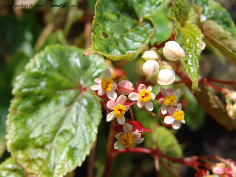 Begonia--Cameroon. Limbe Garden. 12 Oct 04. 146.jpg