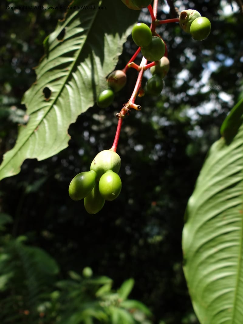 Ouratea, Hammel 26102--Costa Rica. Road into Ranchos Tinamu. 3 Mar 2012. DSC03548 (56).JPG