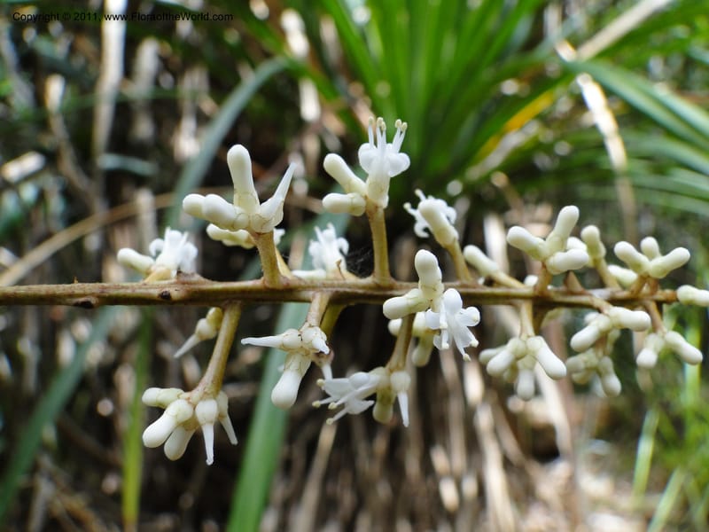 Citronella, P. Lowry 7215--New Caledonia. 24 Jan 2010 2429 (4).JPG