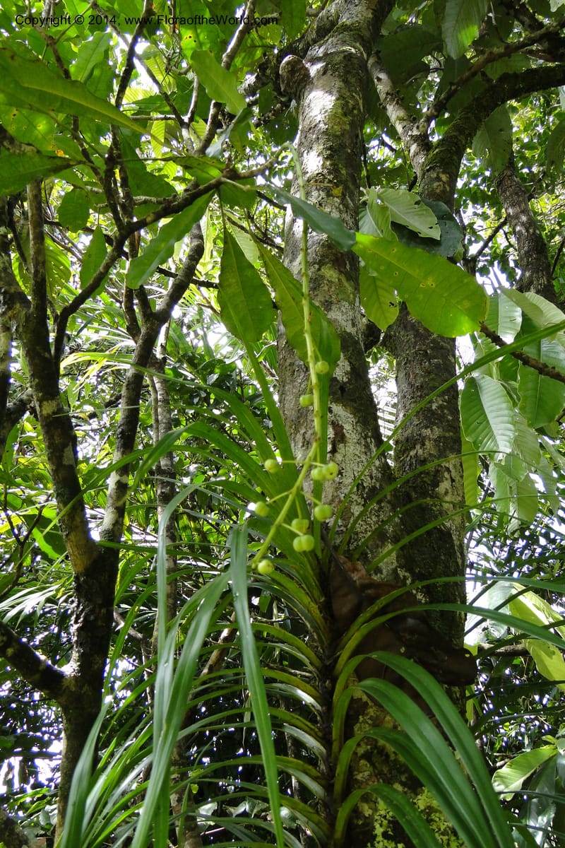 Codiaeum peltatum, J. Munzinger 6549--New Caledonia. Tchamba. Grotie Kou. 16 Feb 2011. 102 (4).jpg
