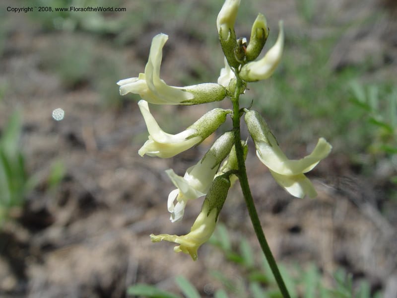 Astragalus canadensis--ID. Idaho Co. Salmon R. Polly Bemis Ranch. 9 May 04. 175.jpg