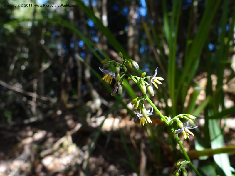 Dianella, B. Gray 9076--Australia. Queensland. Mt. Haig, Tinnaroo Hills. 24 Sep 2011. (50).JPG