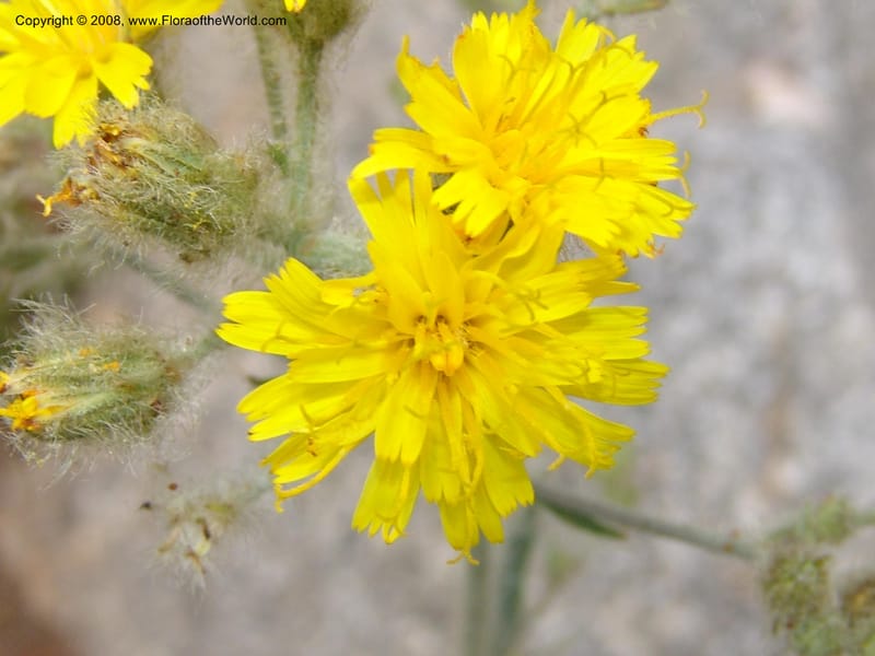 Hieracium cynoglossoides, CDavidson11103--ID. Valley Co. Top of Brundage Mtn.. 15 Jul 07. 086.jpg