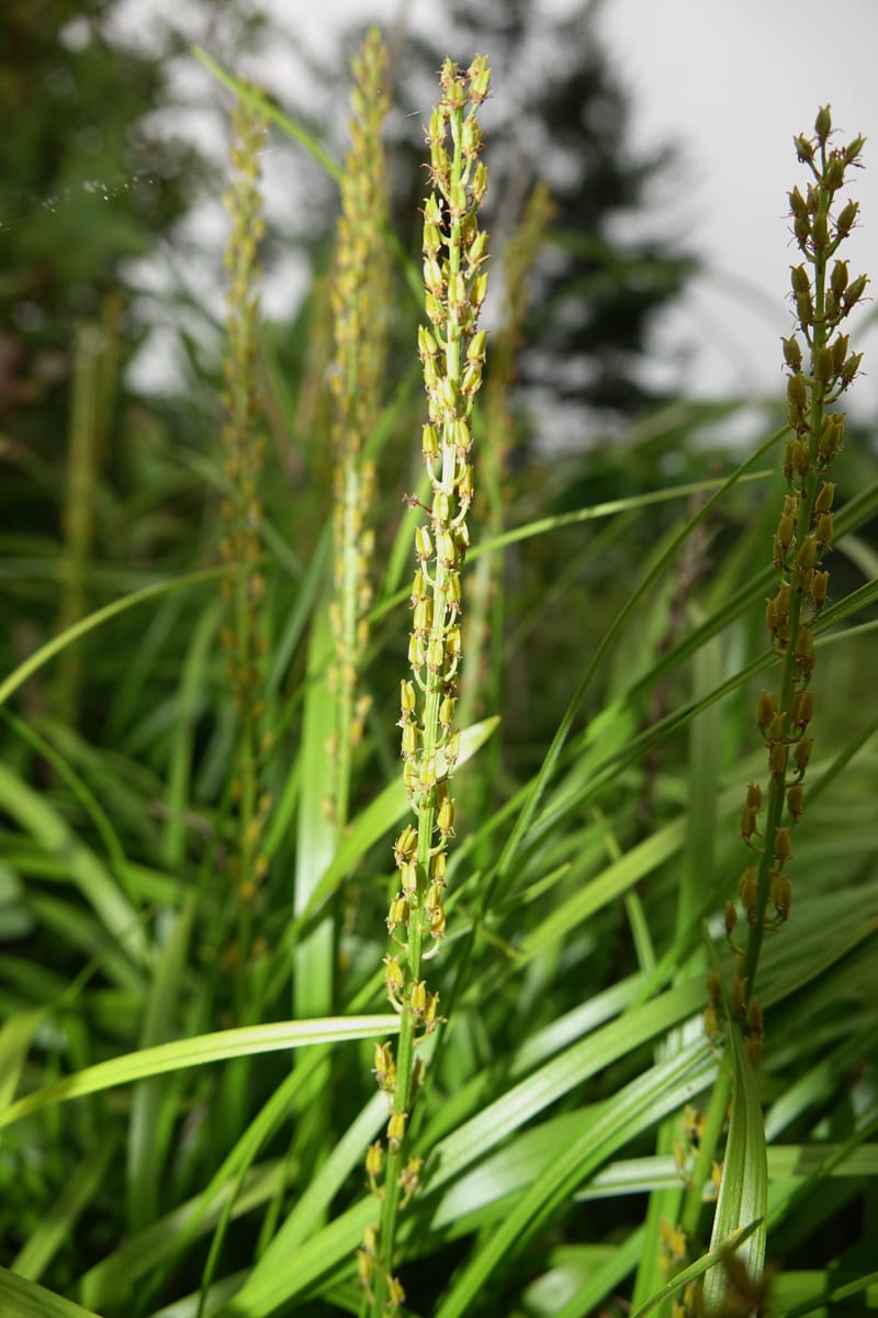 Japanolirion osense--Japan. Hokkaido. Teshio Exptl. For. 3 Aug 2016. DSC00757 (9).JPG